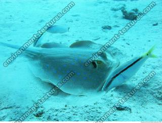 red sea bluespotted ribbontail ray Taeniura lymma 4